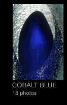 Cobalt Blue